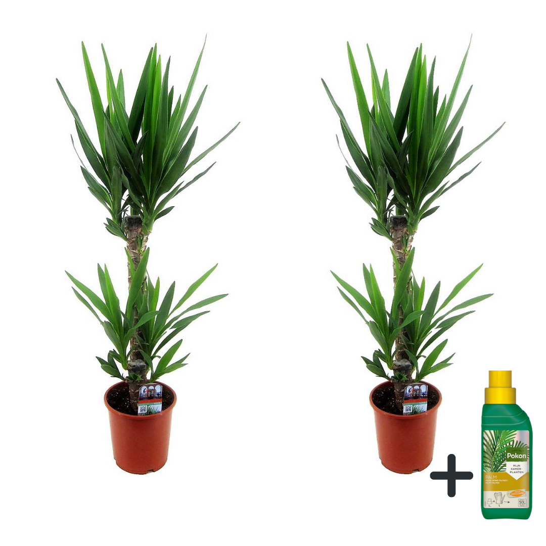 Yuca Pie De Elefante - 2 Pzs - Yucca Elephantipes - Altura 70-80cm - ⌀17cm_0