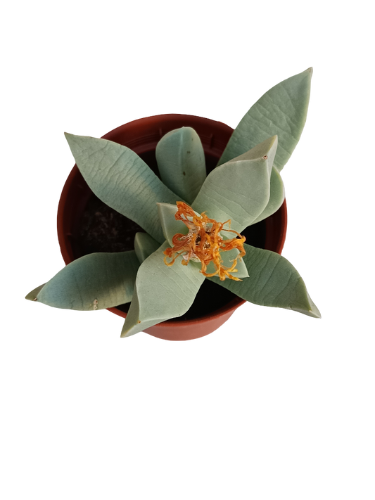 Machairophyllum Brevifolium Planta Suculenta Ø8_0