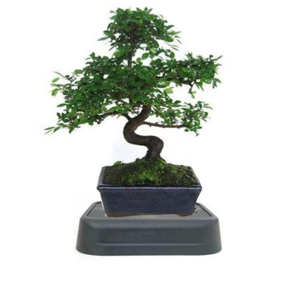 Pacote de rega especial para bonsai Zelkova parvifolia de 8 anos