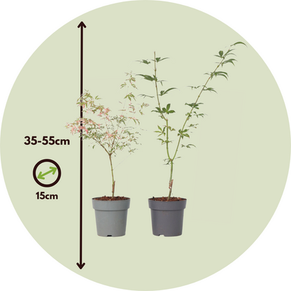 Arce Japonés - 2 Pzs - Acer 'ukigumo' Acer 'taylor' - Altura 35-55cm - ⌀15cm_2