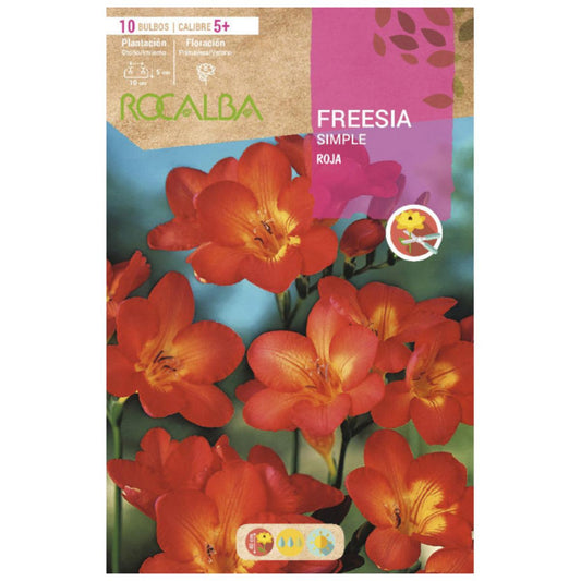 Bolbo único de frésia vermelha 10 unidades Rocalba