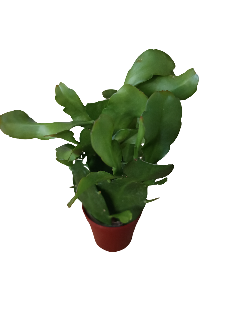 Epiphyllum Pumila Planta Suculenta Colgante De Interior Ø6_0
