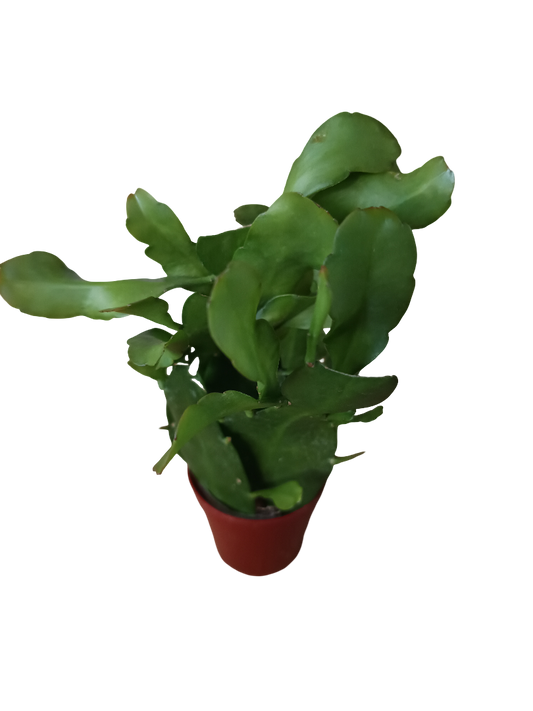 Epiphyllum Pumila Planta Suculenta Colgante De Interior Ø6_0