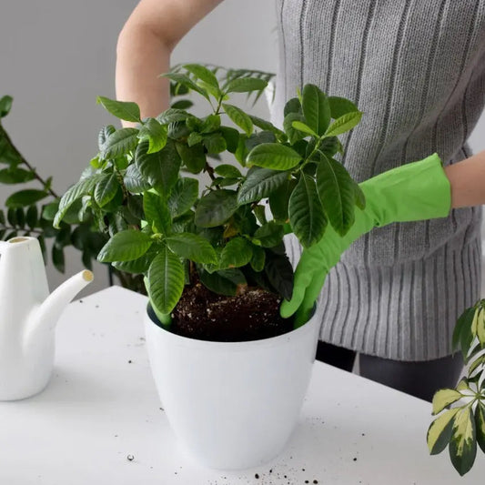 Sustrato Básico Para Plantas Acidofilas / Saco 15 L._0