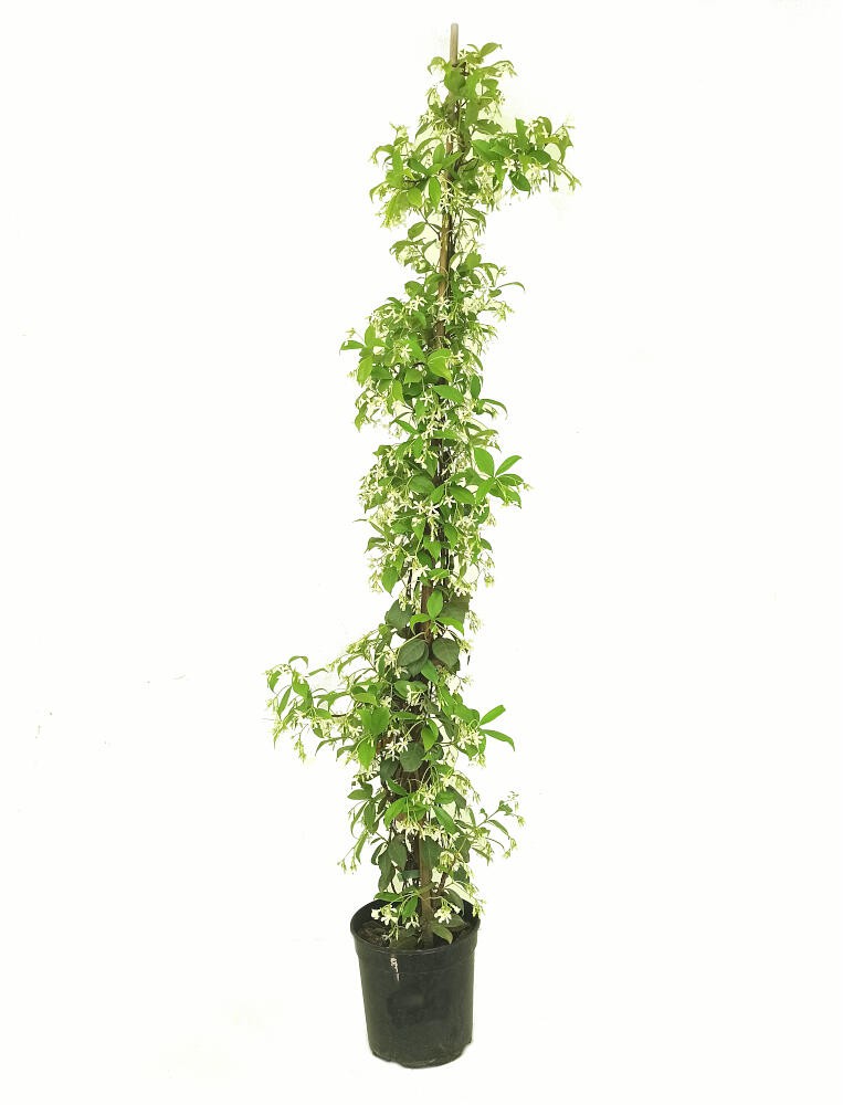 Trachelospermum Jasminoides M22 150-170cm (jazmín Estrellado)_0