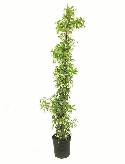 Trachelospermum Jasminoides M22 150-170cm (jazmín Estrellado)_0