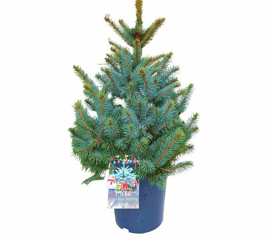 Picea Pungens Blue M28 100cm | Árbol Natural De Pino Azul | Abeto Colorado Azul | Para Jardines Y Decoración Exterior_0