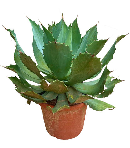 Agave Parryi M30 45cm_0