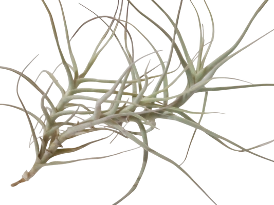 Tillandsia Paleacea Planta Clavel Del Aire_0
