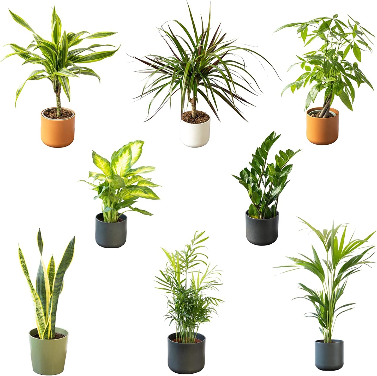 Pack Plantas Nueva Casa 8 Plantas Naturales De Interior_0