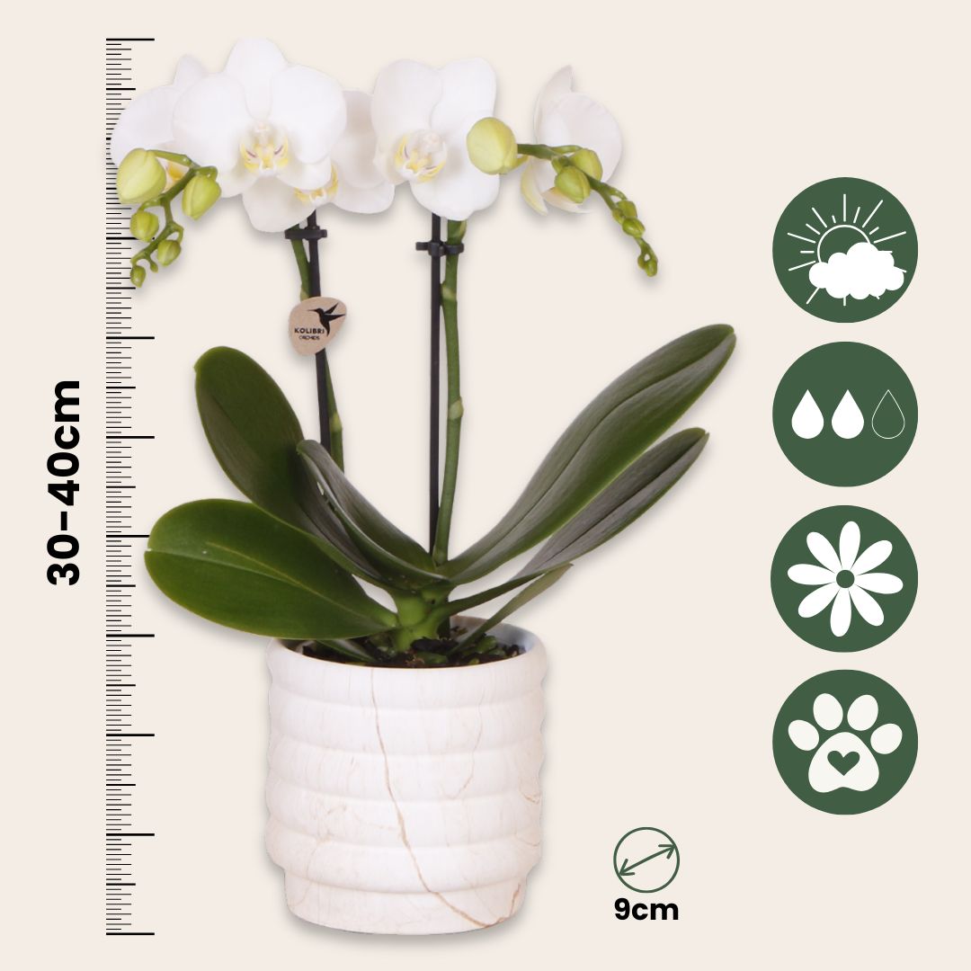 Set De Regalo Orquídea 'marble S' - Phalaenopsis - Altura 30cm_2