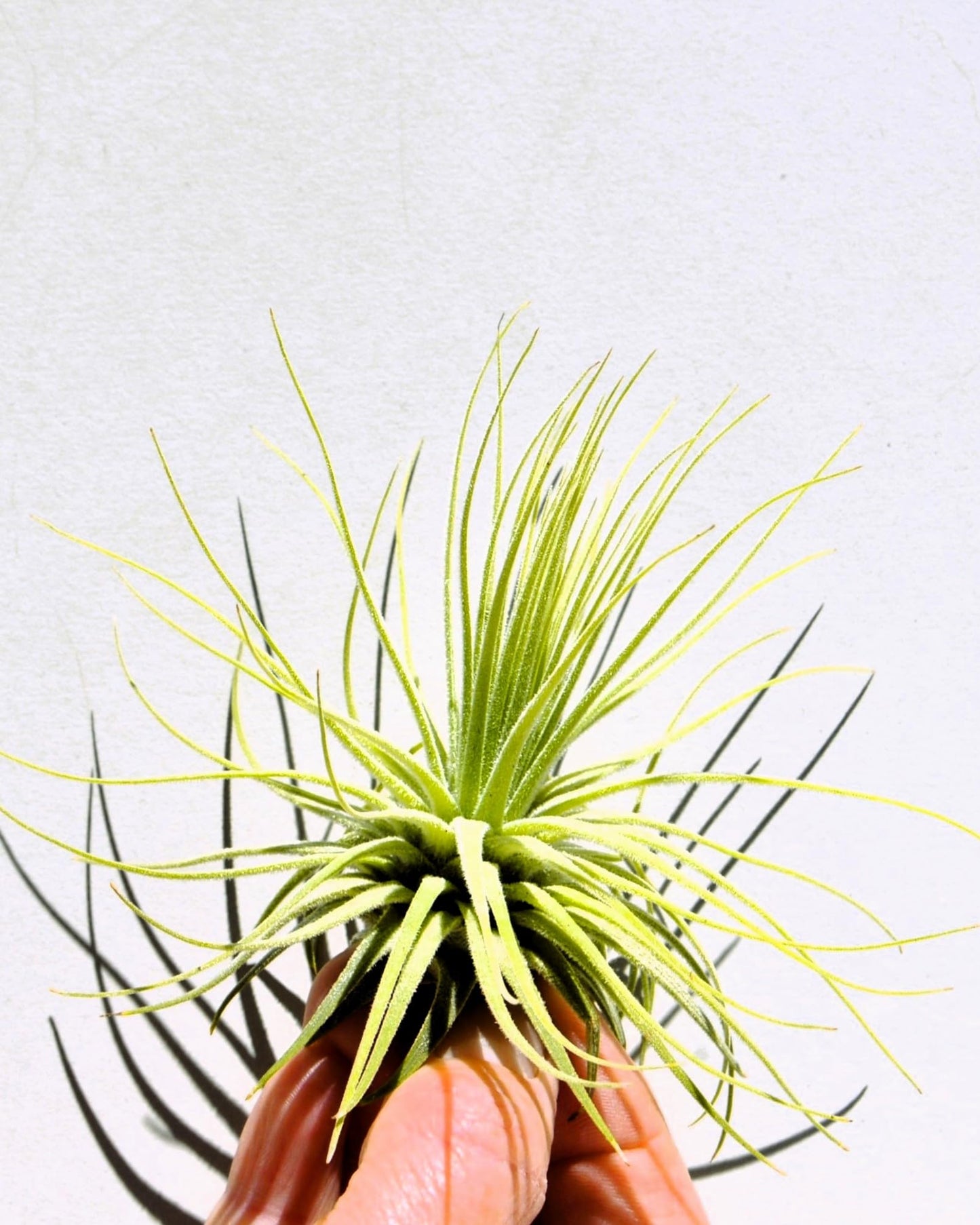Tillandsia magnusiana; planta del aire, hojas finas y alargadas; Curiosarium; altura 10-12 cm, diámetro 15-20 cm_2