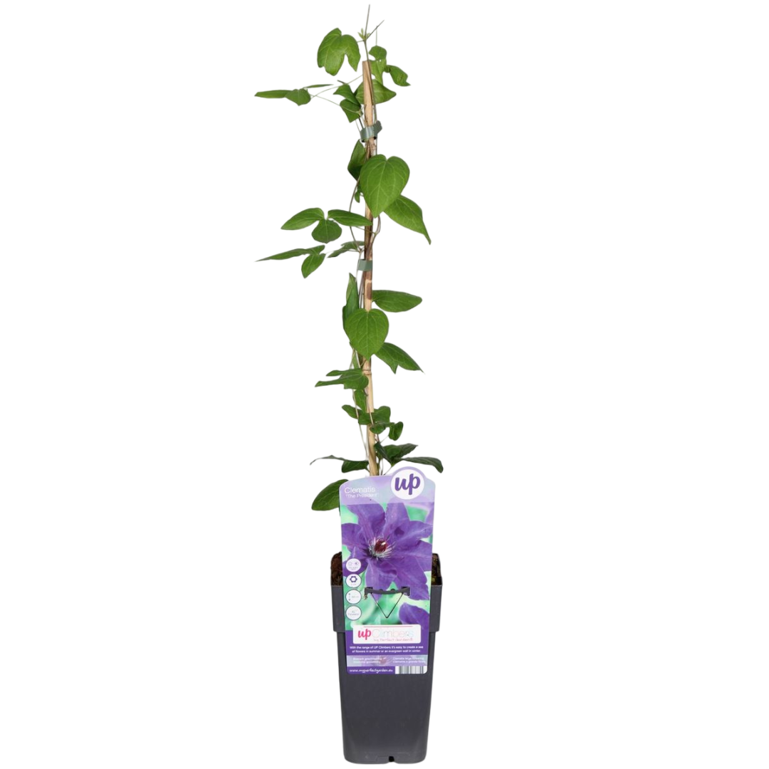 Clematis Multi Blue Planta Trepadora Con Flores Azules Ø15_0