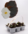 Pack Plantões De Begónia Folha Roxa Flor Branca 6 Un. Natural - Fitoralia