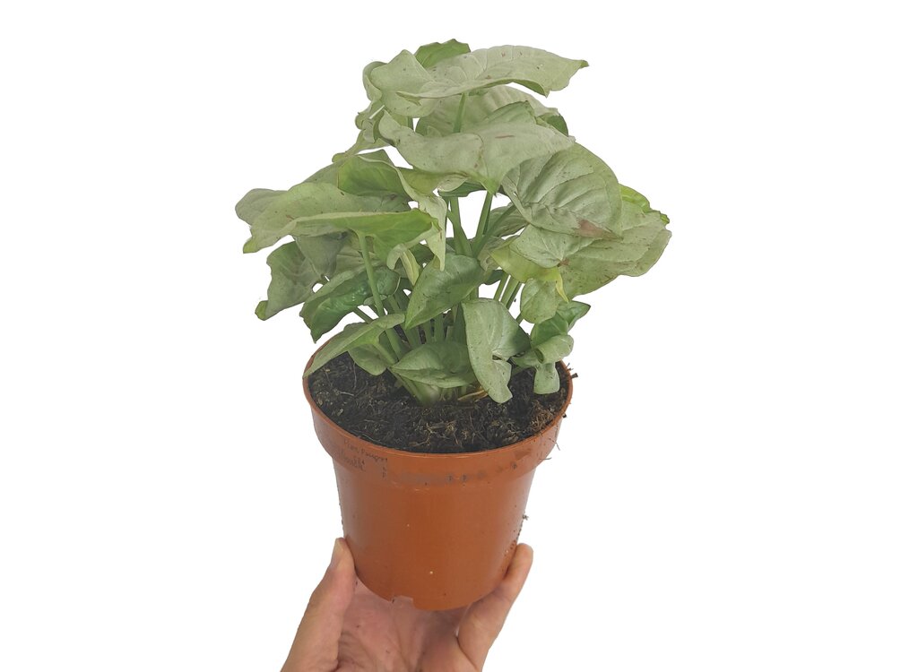Syngonium M12 20cm_0