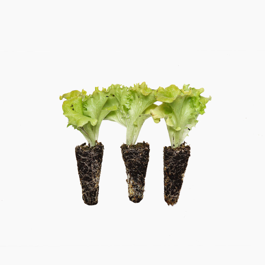 Plantón Lechuga Lollo Bionda 10 Unidades - PlantaBo_0