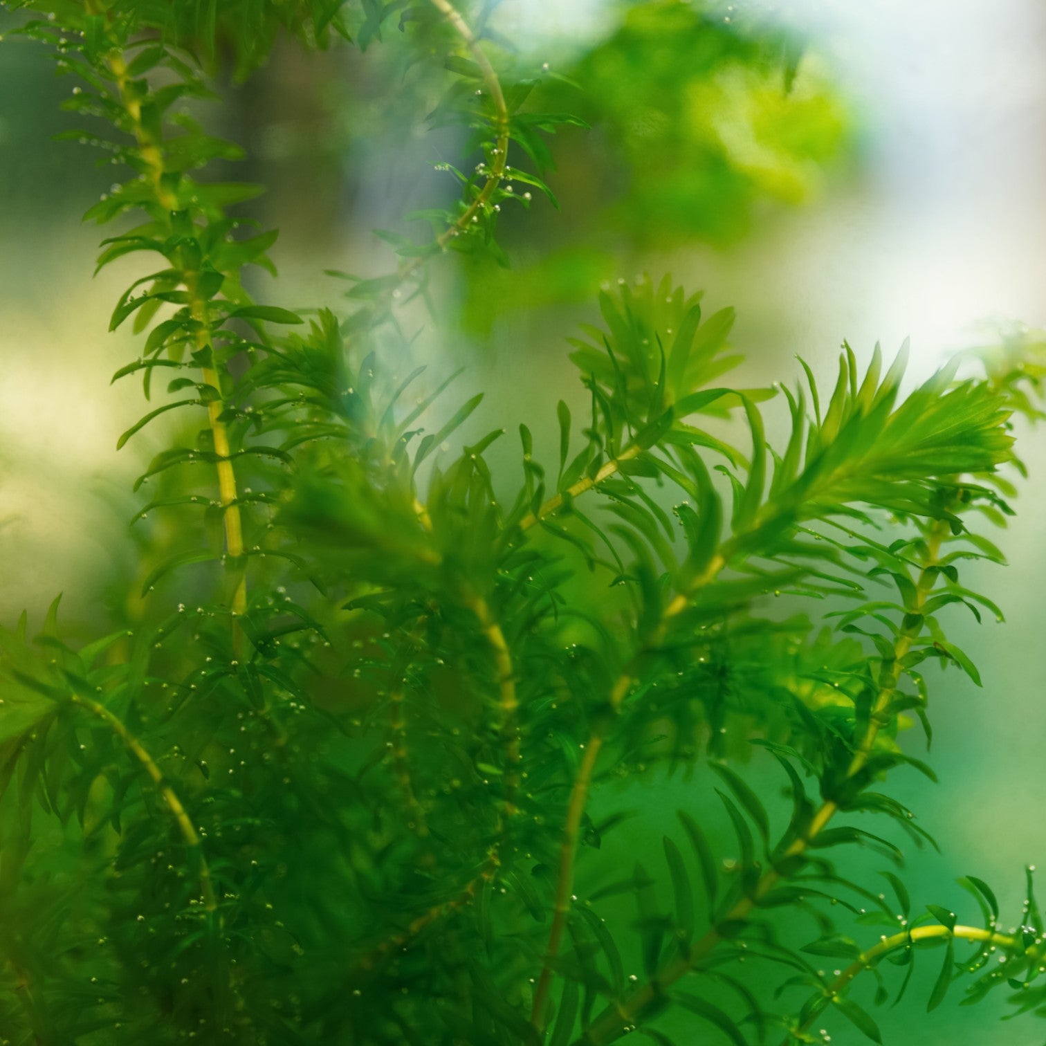 Elodea - Elodea Densa - 10 Unidades - Planta Oxigenante - Estanque_1