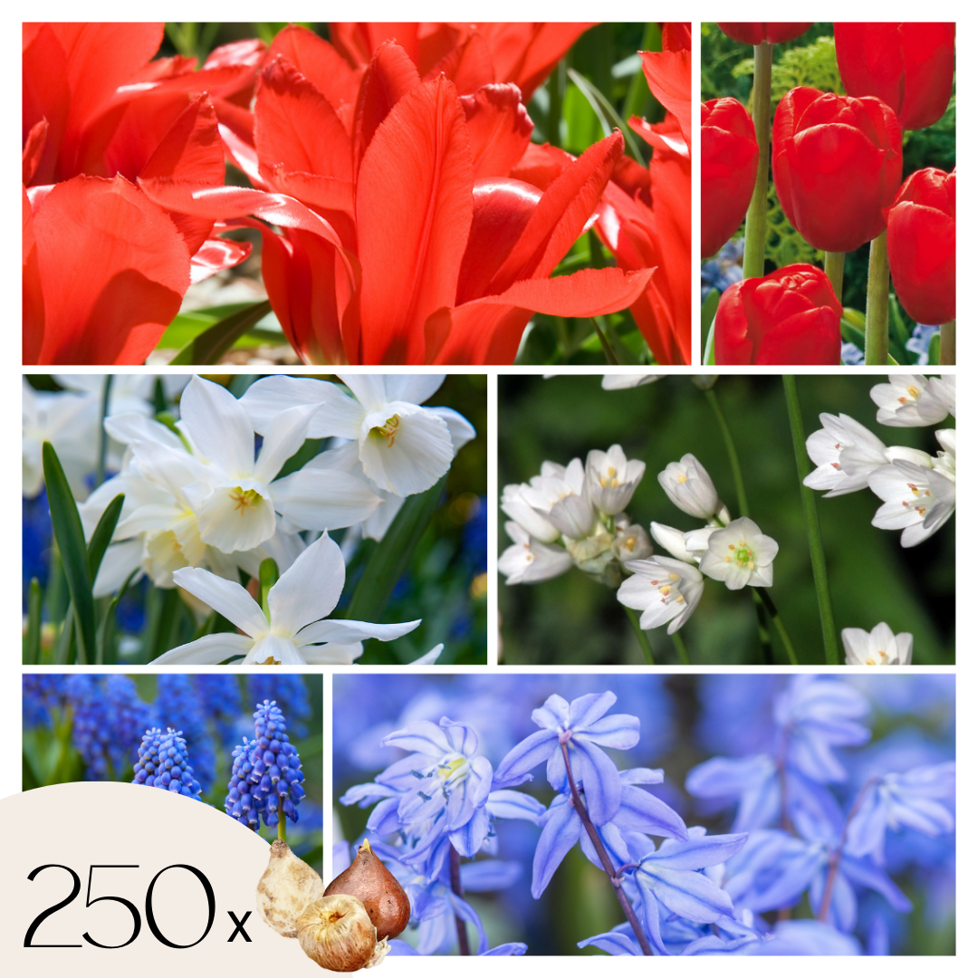 Bulbos De Holanda Nj - 250 Pzs - Bulbos De Flores_0