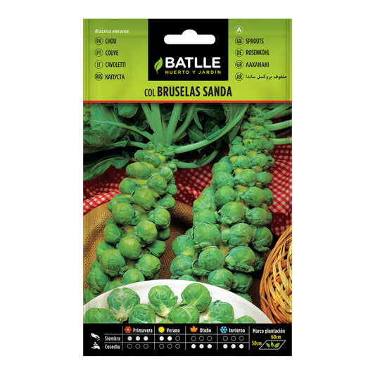 Sementes de couve de Bruxelas Sanda Batlle