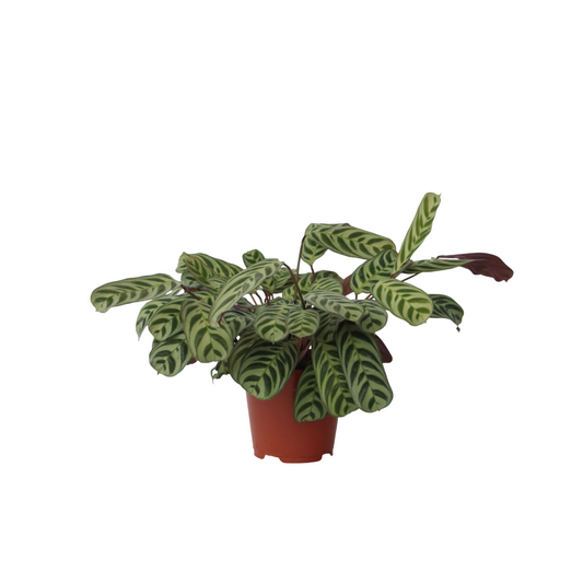 Planta De Oración - Ctenanthe 'burle-marxii' - Altura 30-40cm - ⌀14cm_0