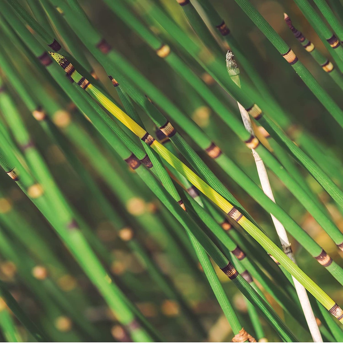 Cola De Caballo Cultivers