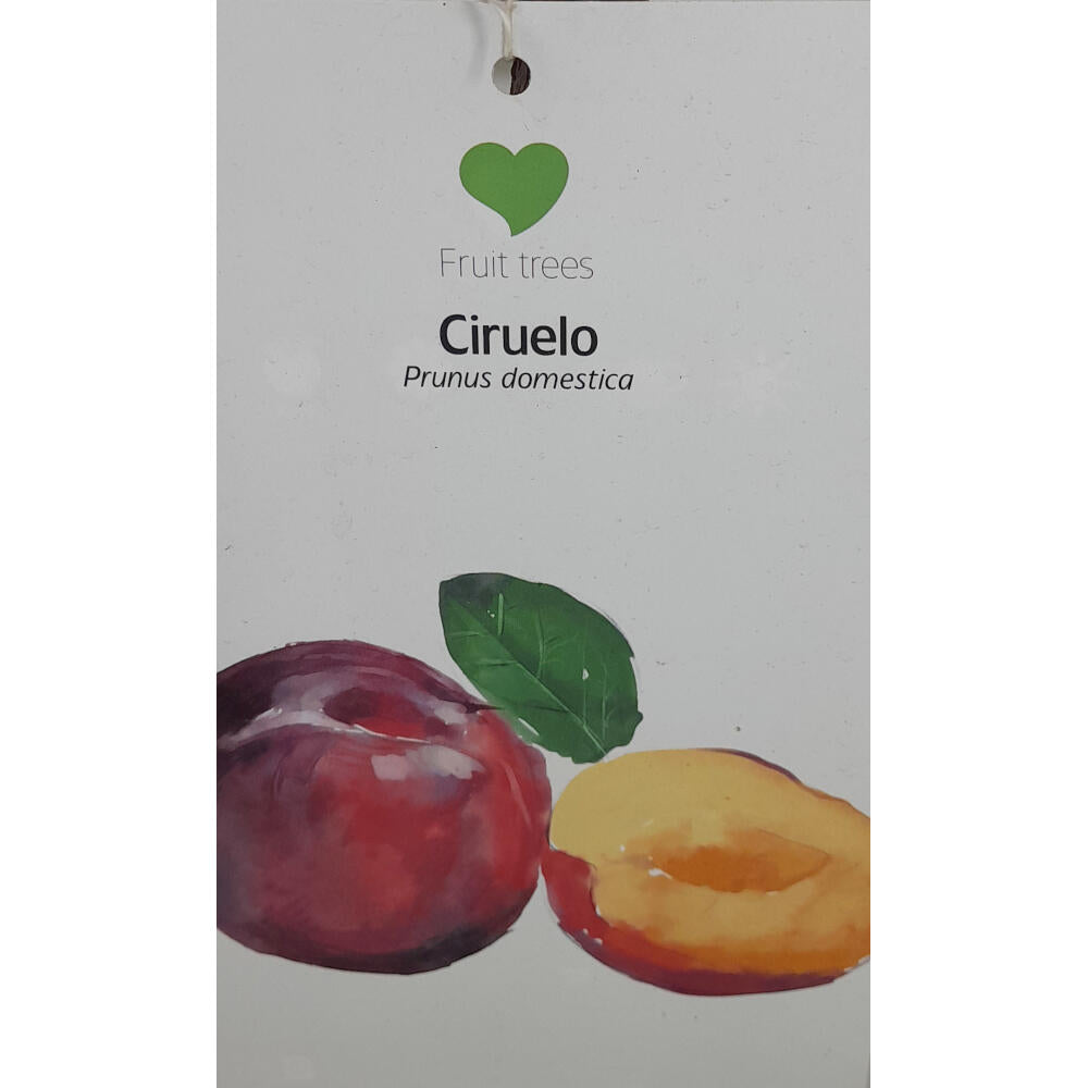 Ciruelo Angeleno M22 150cm_1