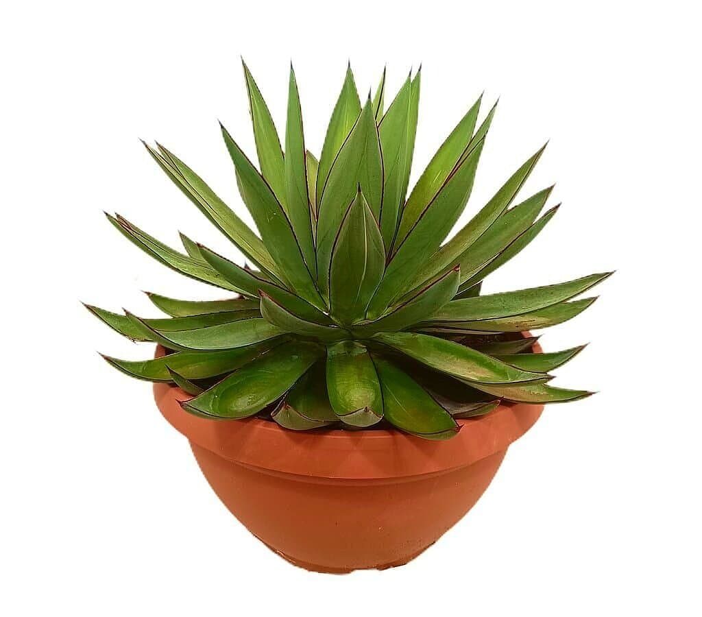 Agave Blue Ember T30_0