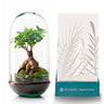 Terrário Madagascar Rain 19x36 Cm