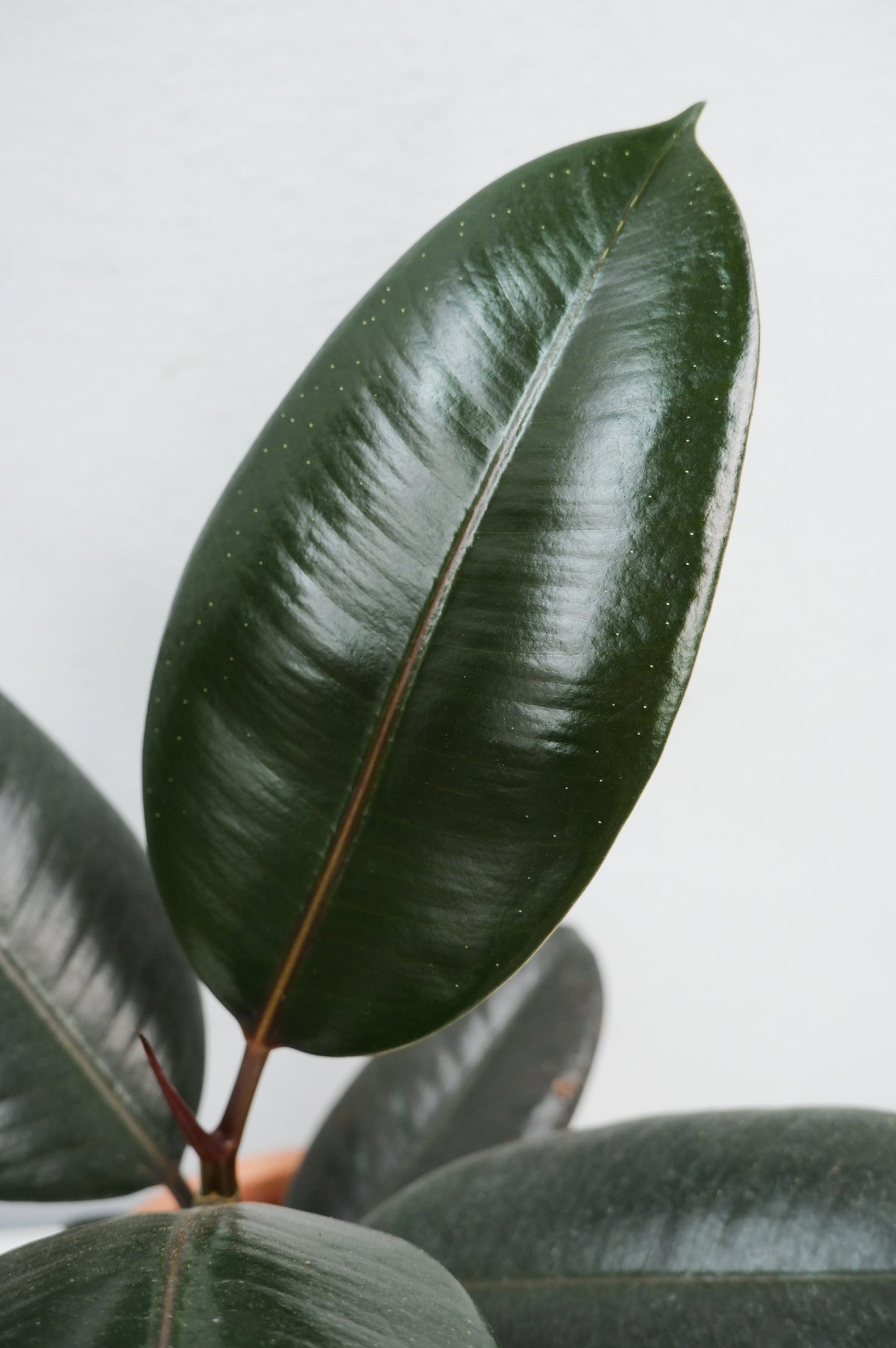Árbol Del Caucho​ - Ficus Elastica Abidjan_2