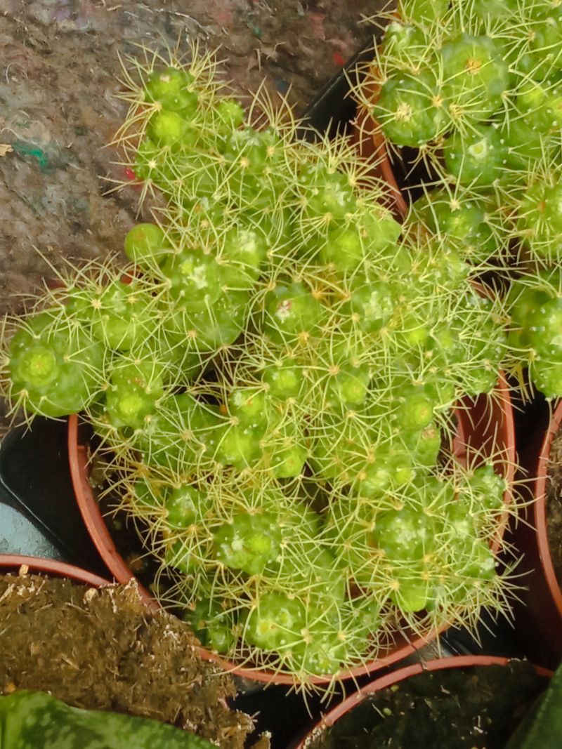 Mammillaria Elongata Monstruosa Planta Suculenta_0