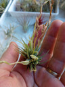 Tillandsia Loliacea Cravo Aéreo