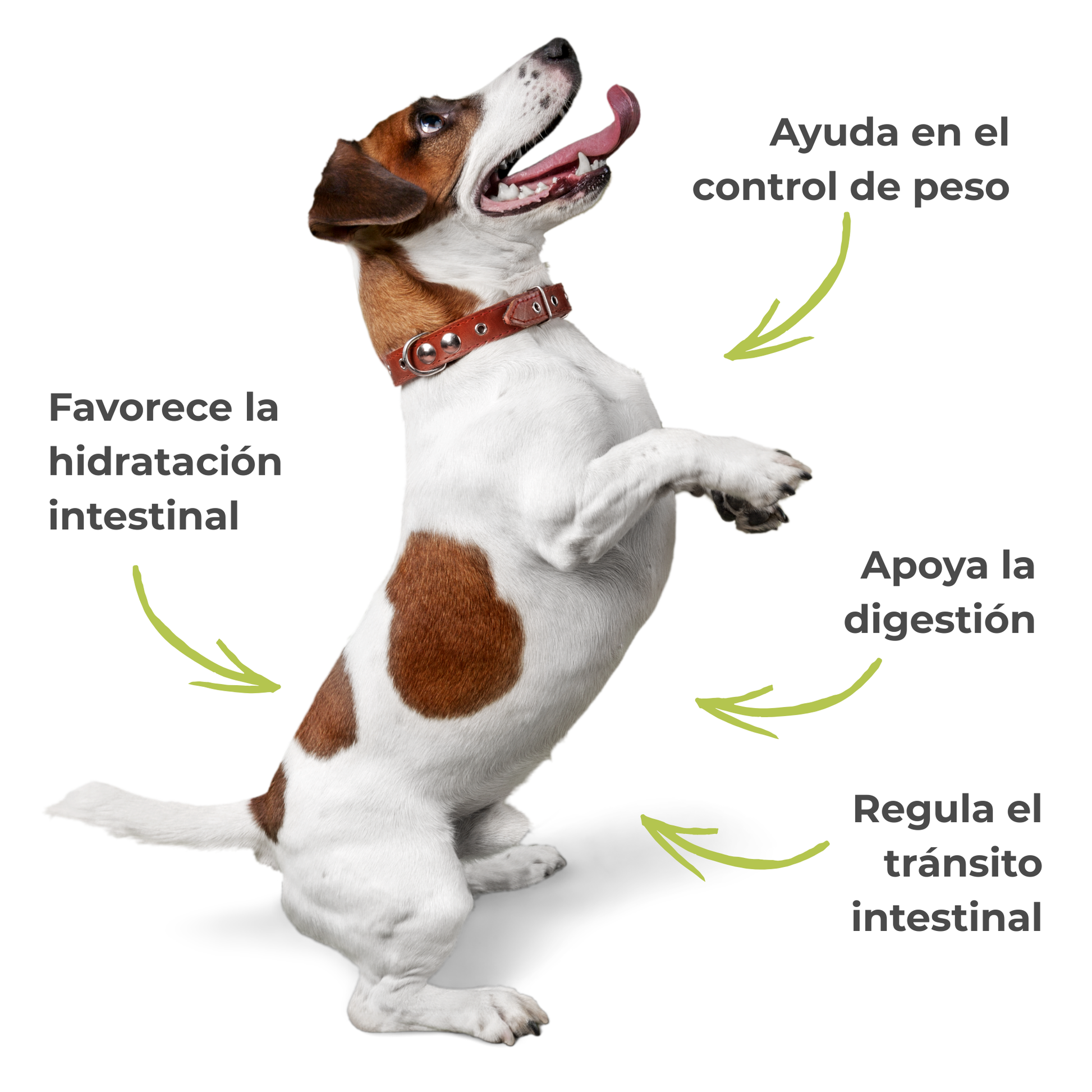 Suplemento natural para el tránsito intestinal de perros y gatos – Psyllium ECO 300 g_1