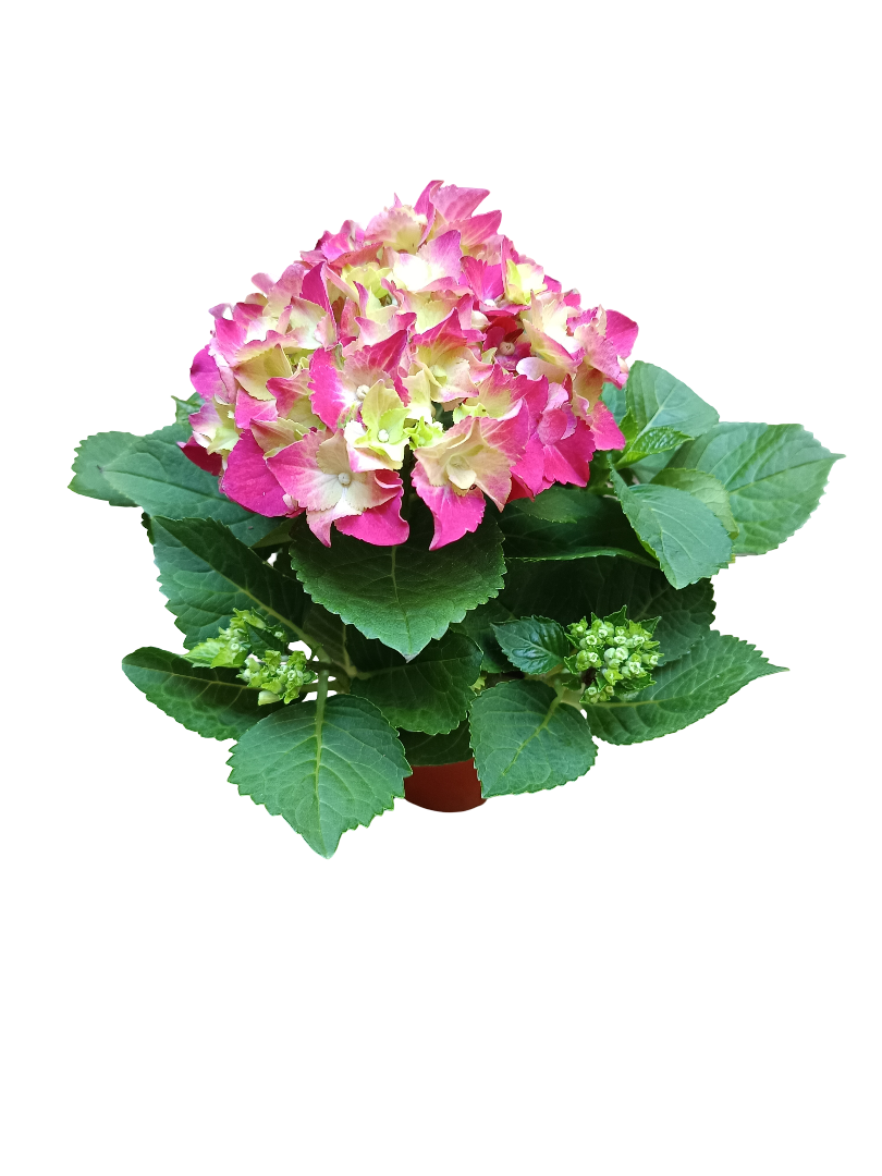 Hortensia Planta De Flor Crecimiento Rapido Ø10_0