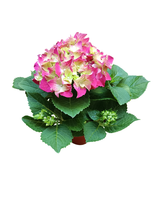 Hortensia Planta De Flor Crecimiento Rapido Ø10_0