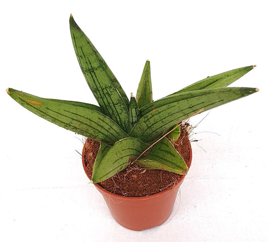 Planta Natural Sansevieria 'brave Guy' 1 Ud Ø 5.5 Alt. 13_0