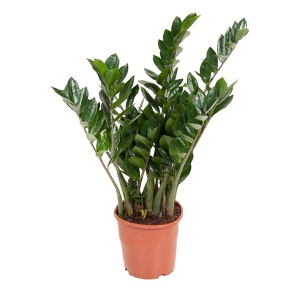 Zamioculca - Zamioculcas Emerald - Altura 70-80cm - ⌀21cm_0