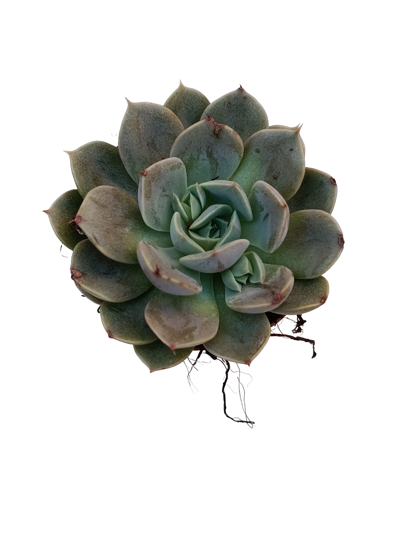 Echeveria Mensa Ø5 Planta Suculenta De Sol_0
