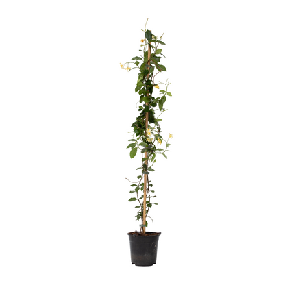 Jazmín Estrellado - Trachelospermum Jasminoides - Altura 110-120cm - ⌀17cm_0