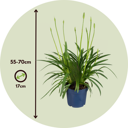 Lirio Africano - Agapanthus 'superb White' - Altura 55-70cm - ⌀17cm_2
