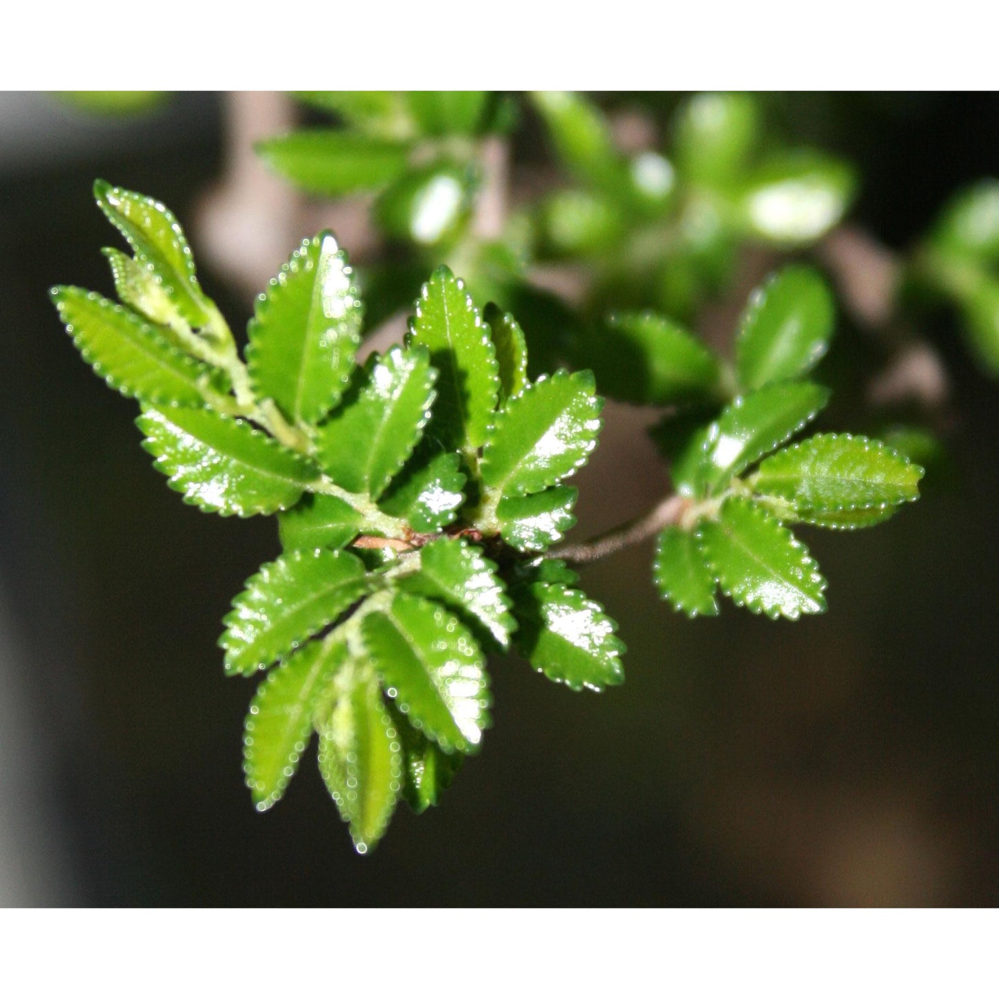 Bonsai Zelkova parvifolia 6 anos - Olmo Chinês