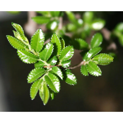 Bonsai Zelkova parvifolia 6 anos - Olmo Chinês