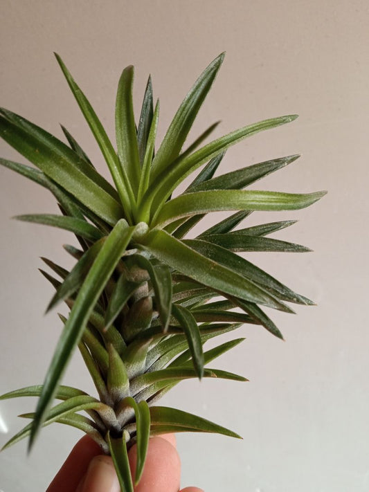 Tillandsia Neglecta Planta Del Aire_0