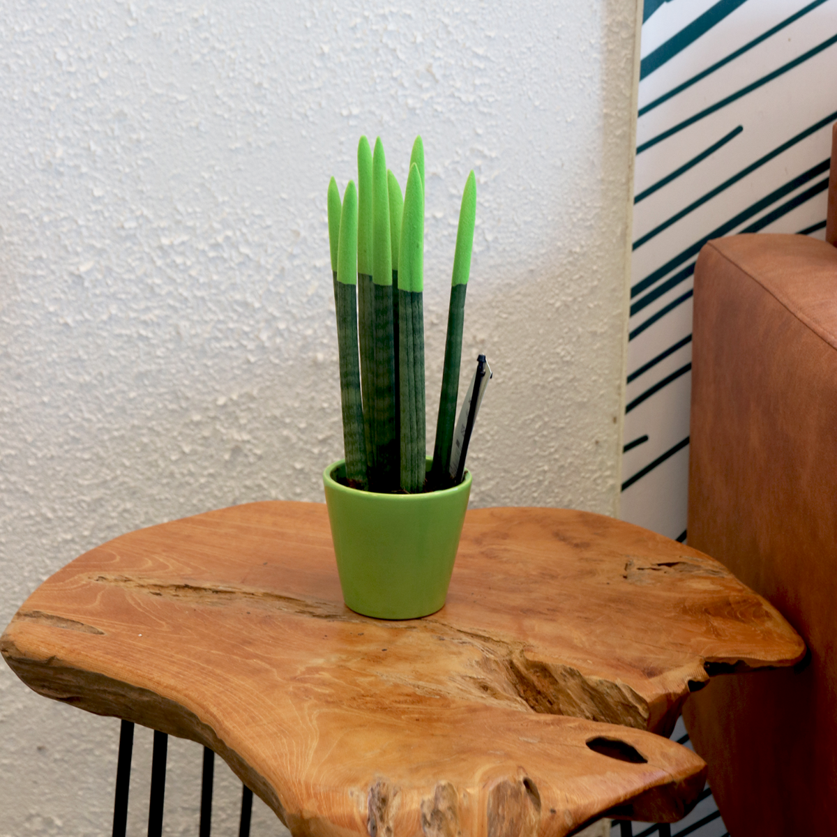 Lengua De Suegra Cilíndrica - Sansevieria Cylindrica - Altura 20-40cm - ⌀9cm_1