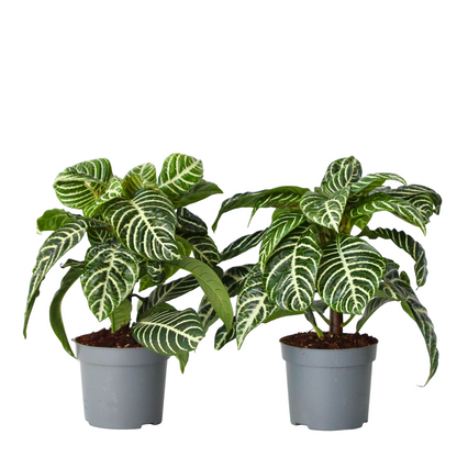 Planta Cebra - 2 Pzs - Aphelandra Squarrosa 'botanica' - Altura 25-45cm - ⌀13cm_0