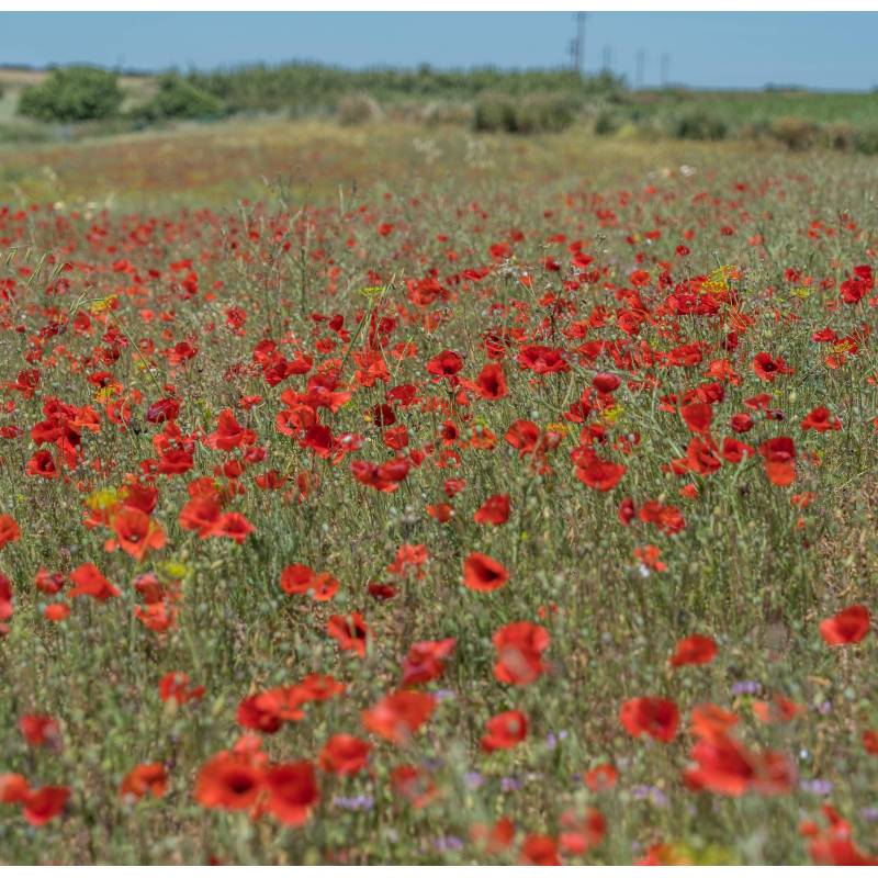 Semillas De Amapola Roja Ecológicas_0