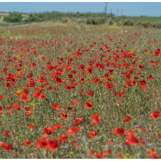 Semillas De Amapola Roja Ecológicas