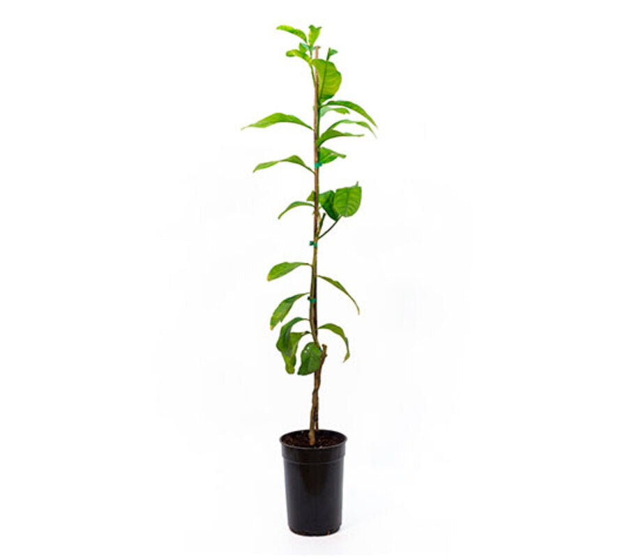 Limonero Mano De Buda - Plantón De 1 Metro - Planta Viva - Maceta Ø17cm_1