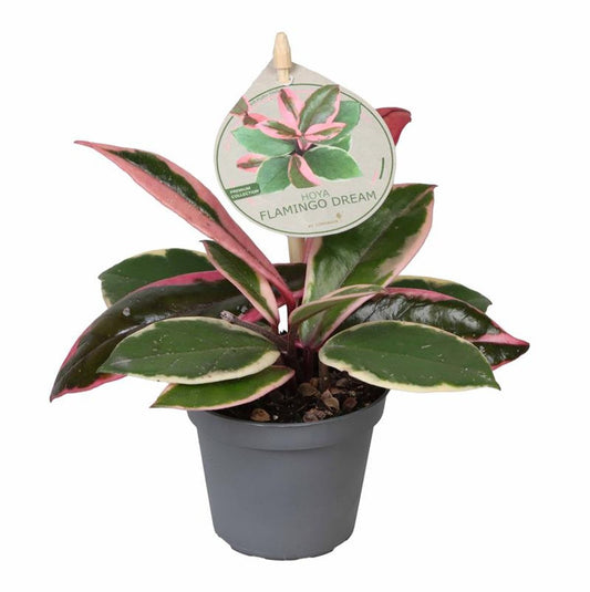 Hoya Tricolor Flamingo Dream Planta Suculenta Colgante Flor De Cera Ø6_0