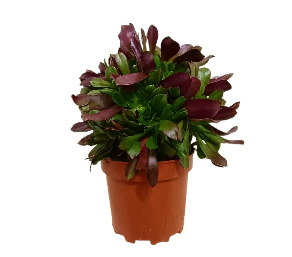 Aeonium Arboreum M20_0
