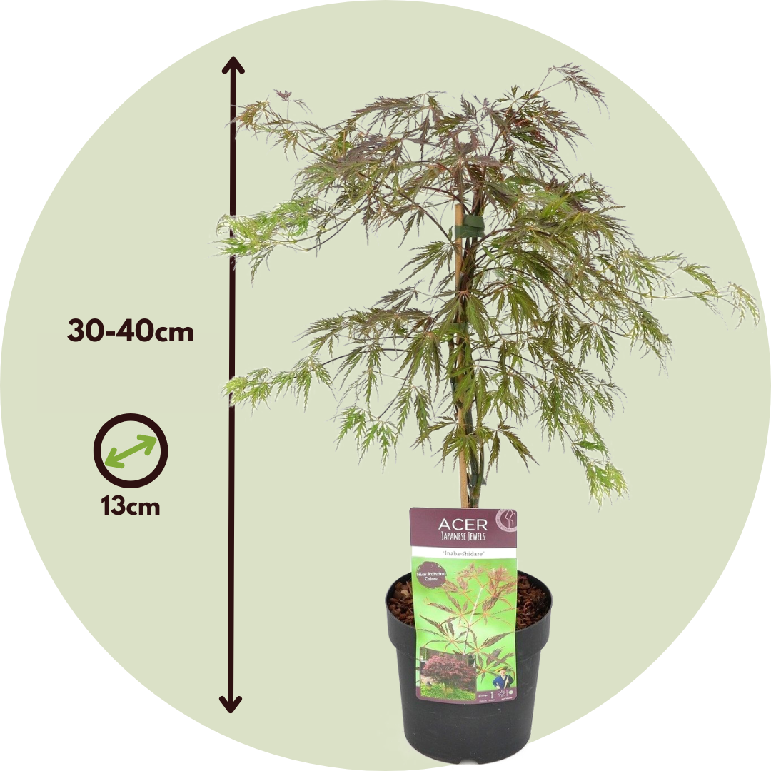 Arce Japonés - 2 Pzs - Acer Palmatum 'inaba-shidare' - Altura 30-40cm - ⌀13cm_2